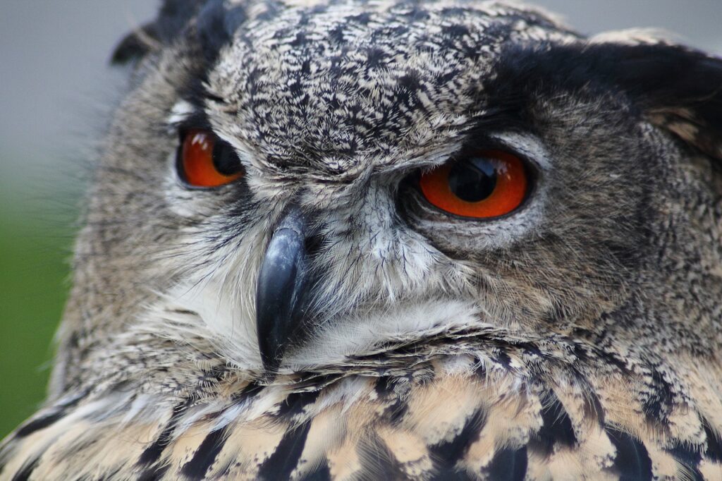 owl, bird, animal-184567.jpg